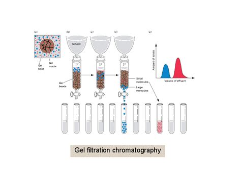 Gel filtration chromatography