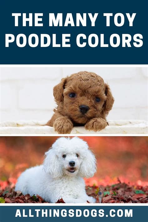 Toy Poodle Colors | Toy poodle, Poodle, Small poodle