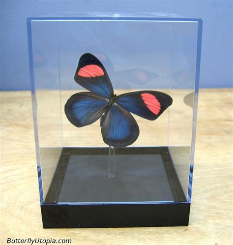 Rare Butterflies - Butterflies Photo (27829054) - Fanpop