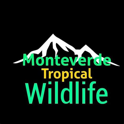 Monteverde Tropical Wildlife - All You Need to Know BEFORE You Go (2024)