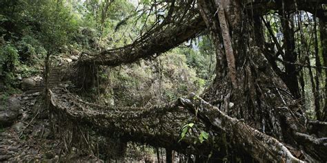 Living Root Bridges - Amazing Photos of Living Bridges