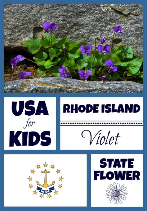 Rhode Island State Flower - Violet by USA Facts for Kids