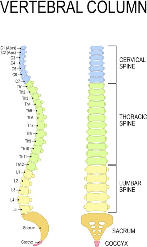 What’s a T7 vertebra and what happens when you injure it? 2 experts explain | Evening Report