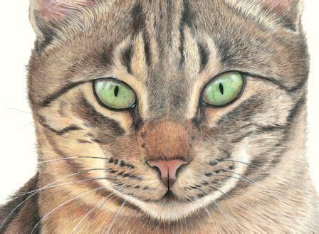 Drawing Fur with Coloured Pencils | Color pencil art, Watercolor cat ...