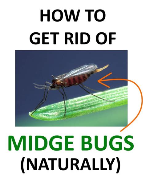 How to Get Rid of Midge Bugs (No-See-Ums) Naturally | BugWiz