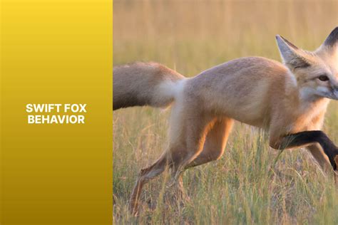 Understanding Swift Fox Behavior: Insights and Observations for ...