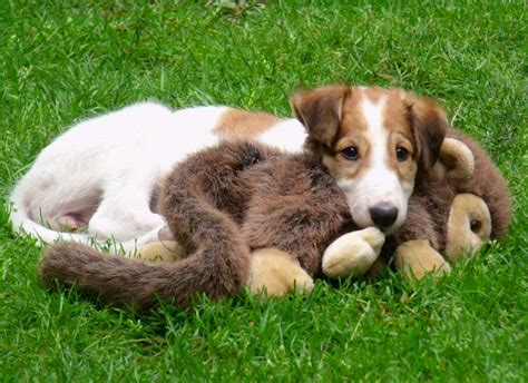 Borzoi Puppies For Sale | Borzoi Puppies Available