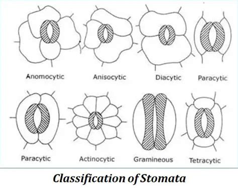 Teaching Biology, Science Biology, Secret Life Of Plants, Plant ...