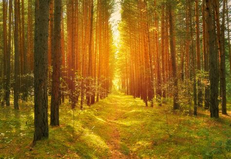 Path In The Woods Free Stock Photo - Public Domain Pictures