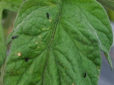 Little Black Bugs On Plants