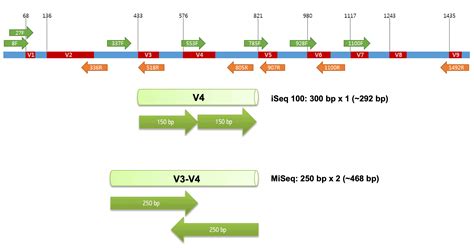 16S rRNA and 16S rRNA Gene – EzBioCloud Help center