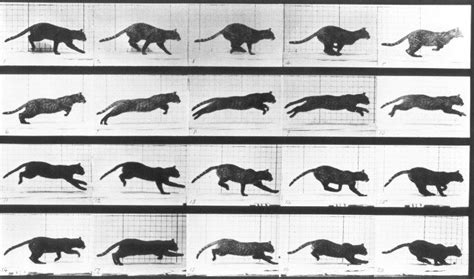 Eadweard Muybridge 6 Cat Reference, Animation Reference, Animation Film, Animation Storyboard ...