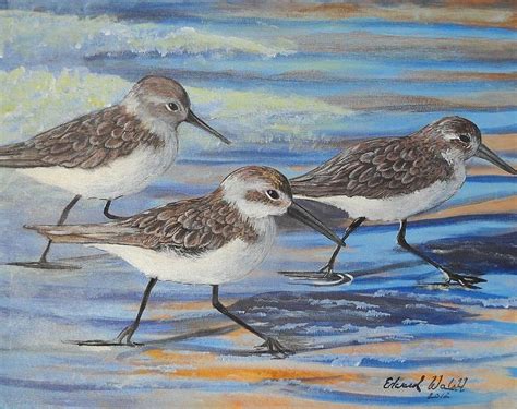 Image result for sandpiper art acrylic | Shore bird art, Sand pipers ...