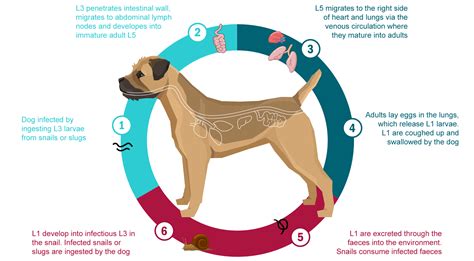 What Are The Symptoms Of Lungworm In Dogs