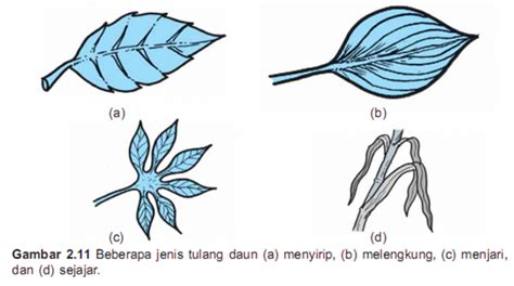 Contoh, Ciri, Perbedaan Daun Menyirip, Sejajar dan Daun Menjari - Tips ...