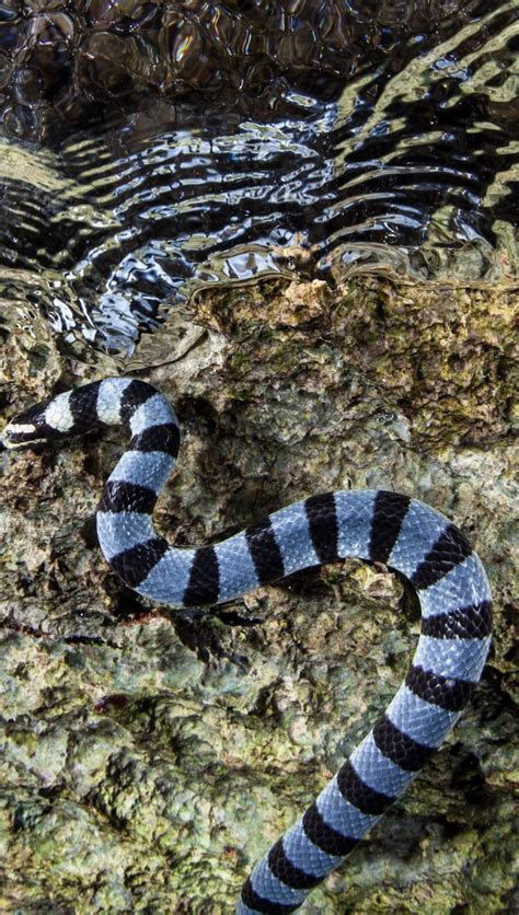 The neurotoxic venom of the banded sea krait makes it among one of the most lethal creatures in ...