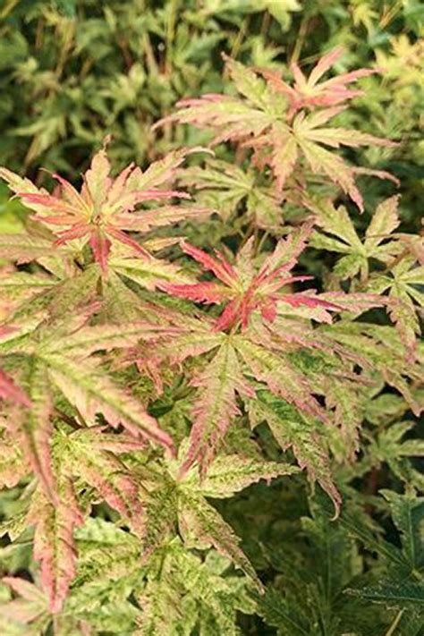 Buy Radiant Variegated Japanese Maple - FREE SHIPPING - Trees For Sale ...