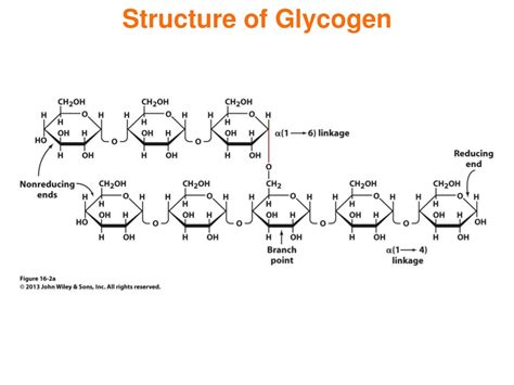 PPT - Chapter 16 Glycogen Metabolism and Gluconeogenesis PowerPoint Presentation - ID:9181759