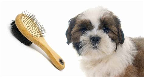 Shih Tzu Hair Care: Tips on maintain your dog’s coat - Hello Cute Pup