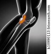 Ligament Stock Photos | Our Top 1000+ Ligament Images | Fotosearch