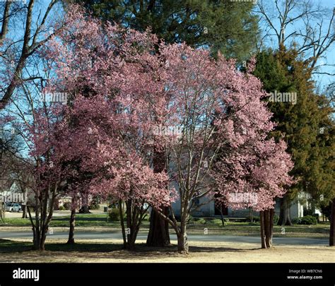 First signs of spring in Capitol Park in Tuscaloosa, Alabama Stock Photo - Alamy