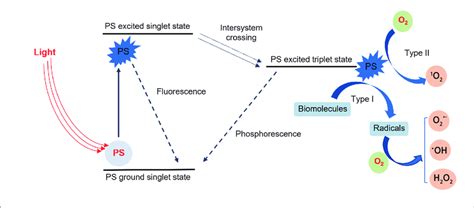 Mechanism of singlet oxygen and reactive oxygen species generation in ...