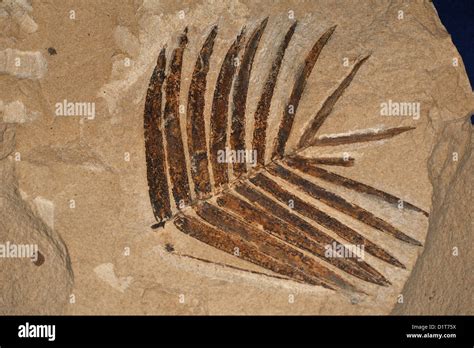 Fossil plant, Zamites feneonis, Cicadophites, Mesozoic Age, Giurassico ...