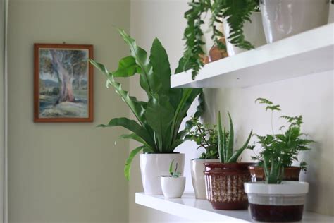 How to have healthy and happy indoor plants - little eco footprints