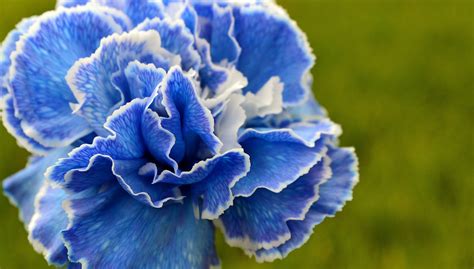 Blue Carnation Wallpaper : Carnation Oeillet Anjer Carnations Clavel Garofano Cravo Gartennelke ...
