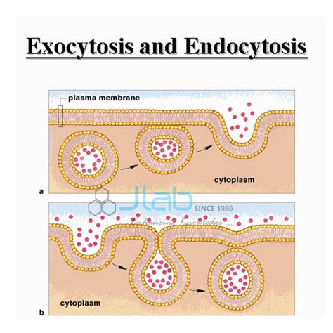 Endocytosis And Exocytosis : Endocytosis and exocytosis. - YouTube - Nov 12, 2020 · difference ...