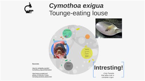 Cymothoa exigua by Kurt Dickhut on Prezi