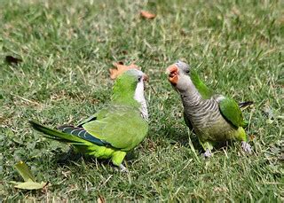 Parakeets at White Rock | There is a large colony of Monk Pa… | Flickr