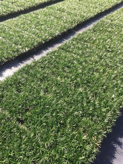 Dwarf Mondo Grass - 20 Live Plants - Shade Loving Evergreen Ground Cover... - Walmart.com