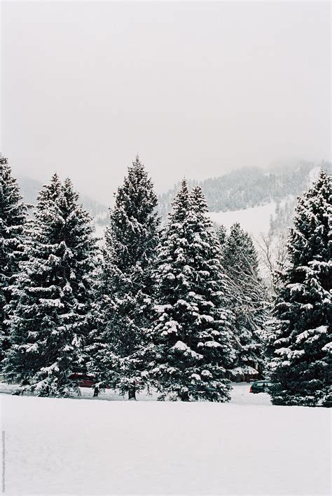 Landscape Of Snowy Pine Trees | Stocksy United