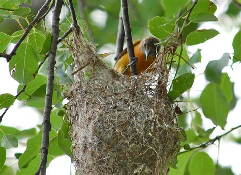 oriole nests | ... - about a New England pond: Empty Nest Syndrome - Baltimore Orioles Empty ...