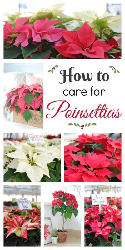 How to Care for Poinsettias - Town & Country Living