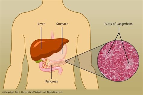 Pancreas and islets of Langerhans — Science Learning Hub