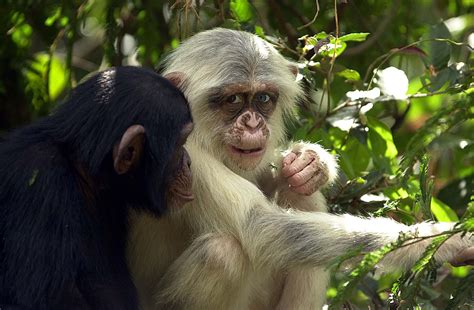 Uni Kiel | "Forest of Hope" - Chimpanzees in West Africa