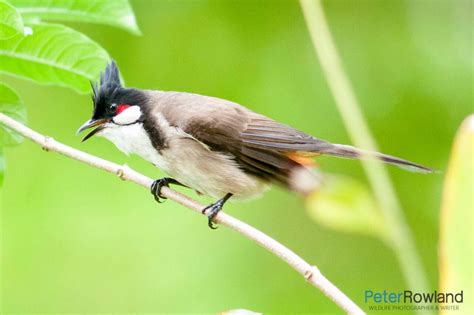 Red-whiskered Bulbul - Peter Rowland Photographer & Writer