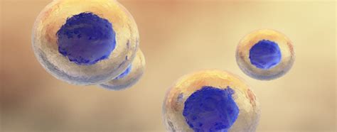 Stem Cell Therapy for Pain | Stemedix | Regenerative Medicine