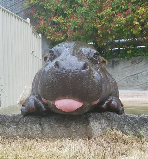 A baby hippo | Cute animals, Baby hippo, Cute hippo