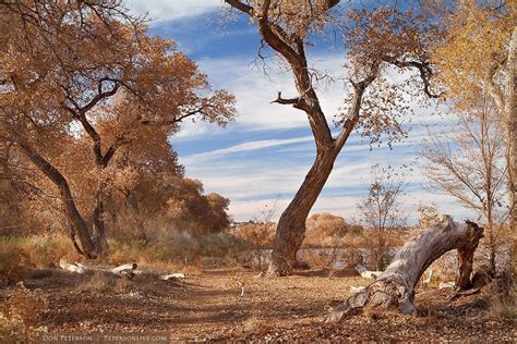 The Bosque in the Fall | Land of enchantment, Favorite places, Mexico