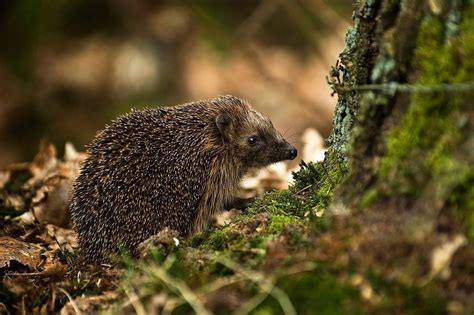 European Hedgehog Facts, Habitat, Diet, Life Cycle, Baby, Pictures