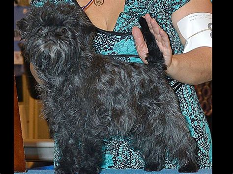 Gizmo Affenpinschers - Affenpinscher Puppies for Sale in Littleton, CO | AKC Marketplace