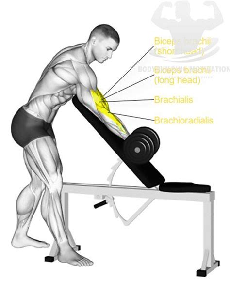 TARGET MUSCLES OF STANDING ONE ARM DUMBBELL PREACHER CURL EXERCISE ...