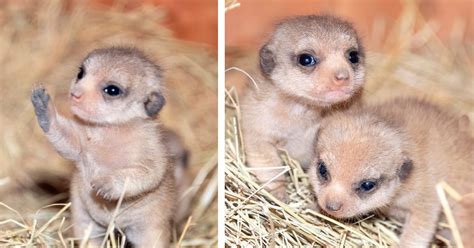 The Miami Zoo Shared Photos Of Their New Baby Meerkats and It Is Cuteness Overload