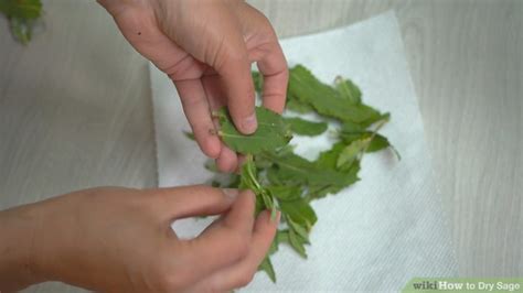 5 Ways to Dry Sage - wikiHow