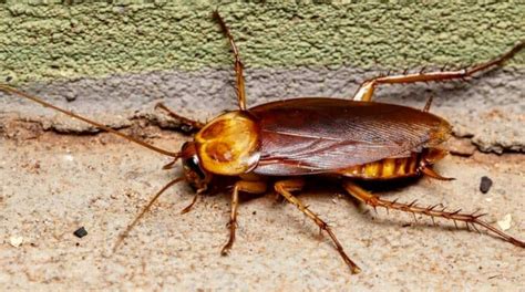 How To Get Rid Of Palmetto Bugs | 24H Pest Pros