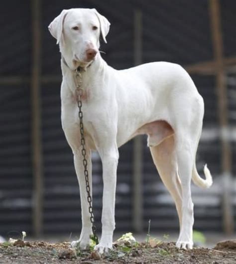 Rajapalayam vs German Pinscher - Breed Comparison