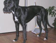 Boxador (Boxer-Lab Mix) Info, Temperament, Training, Puppies, Pictures